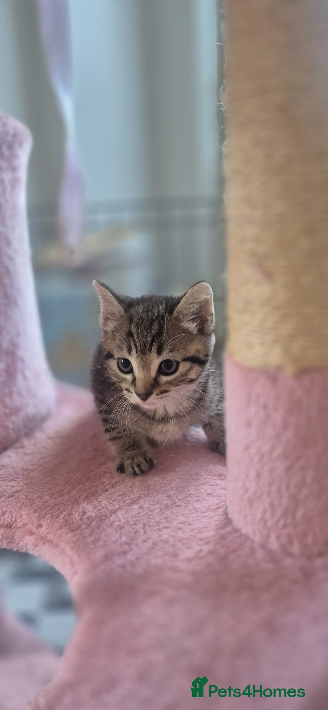 Bengal cats for sale: Beautiful Female Kittens - Image 12