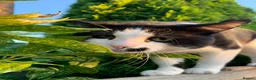 Mixed Breed cats for sale: Tuxedo male - Advert 3