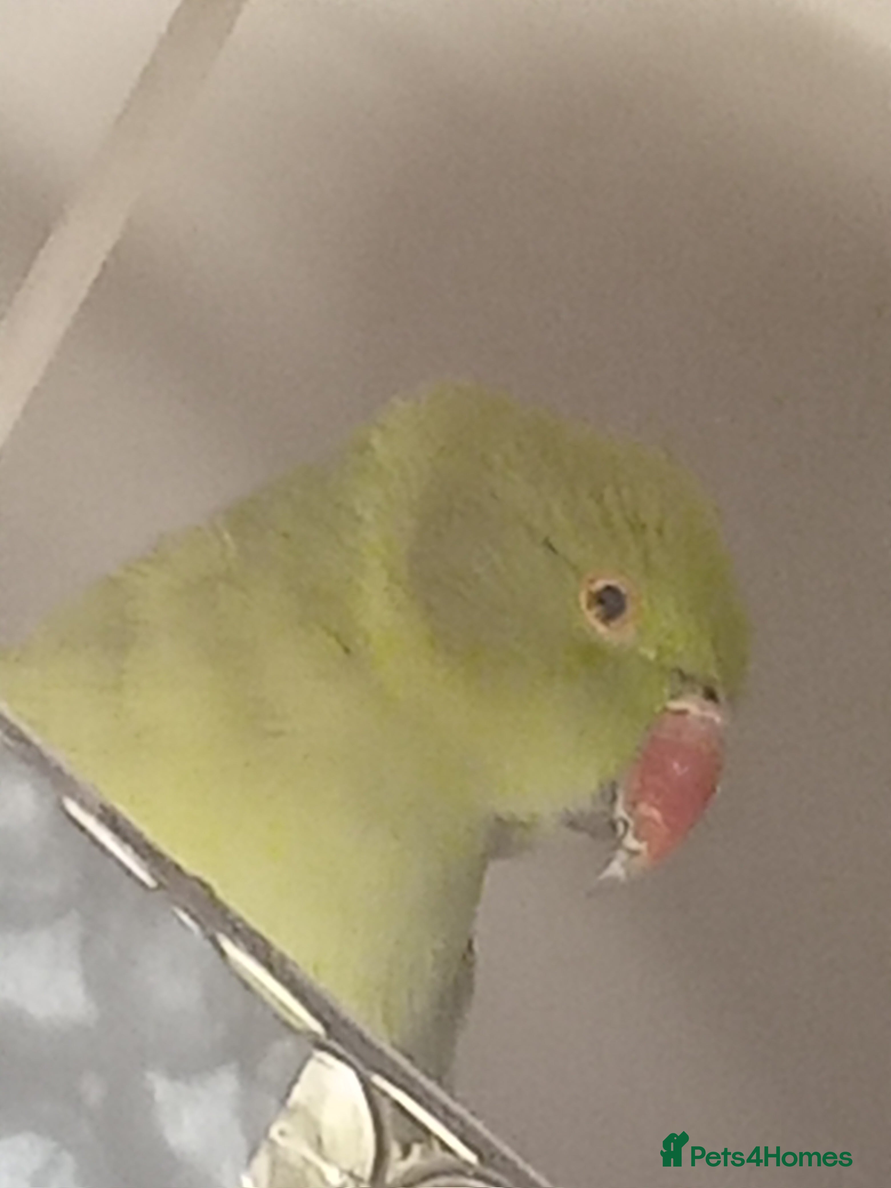 Ringnecks birds Female Ring neck with cage and everything. - Advert 1