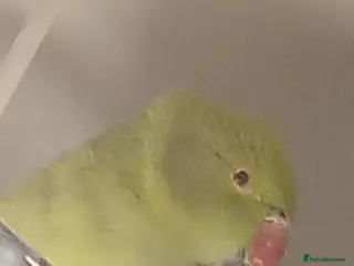 Ringnecks birds Female Ring neck with cage and everything. - Advert 1