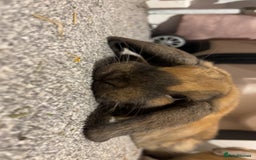 Mini Lop rabbits for sale: Mini lops for sale  - Image 5