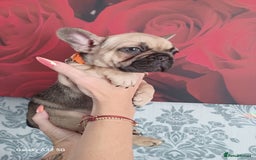 French Bulldog dogs for sale: French bulldog puppies - Image 7