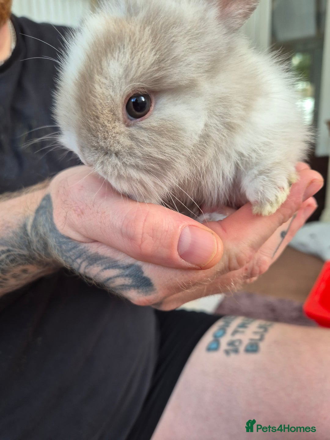 Lionhead rabbits for sale: Lion head rabbits  - Image 4