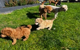 Toy Poodle dogs for sale: Gorgeous kc registered toy poodle pups  - Image 7