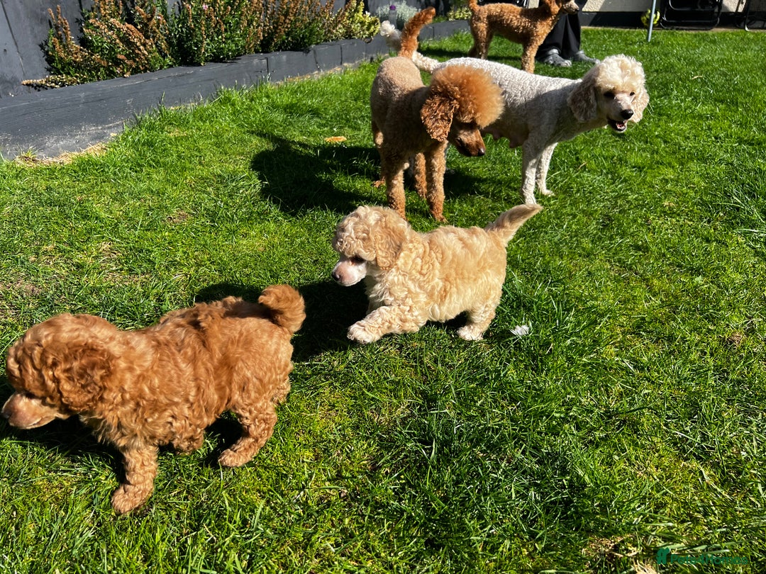 Toy Poodle dogs for sale: Gorgeous kc registered toy poodle pups  - Image 7