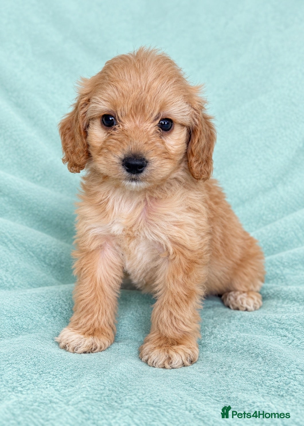 Cockapoo dogs Lovely cockapoo puppies Merle, apricot, black, red - Advert 5