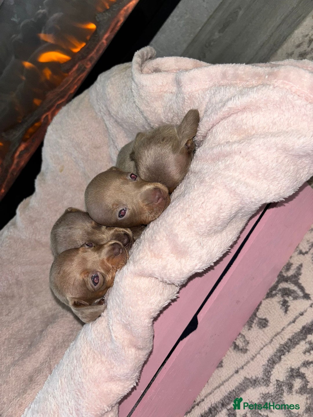 Dachshund dogs for sale: Dachshund puppies - Image 6