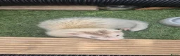 Ferret rodents for sale: Ferrits - Advert 2