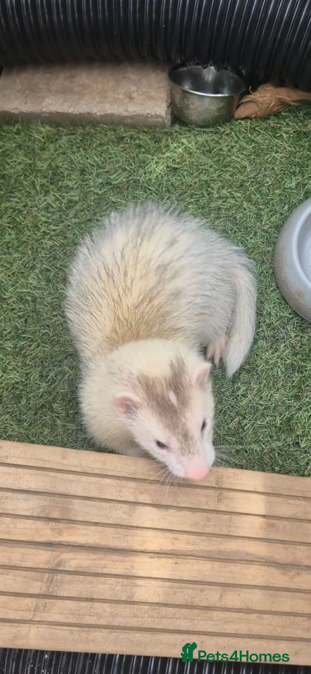 Ferret rodents for sale: Ferrits - Advert 2