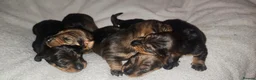 Dachshund dogs for sale: Standard Wirehair dachshund  - Advert 5