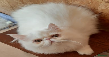 Persian cats - Advert 3