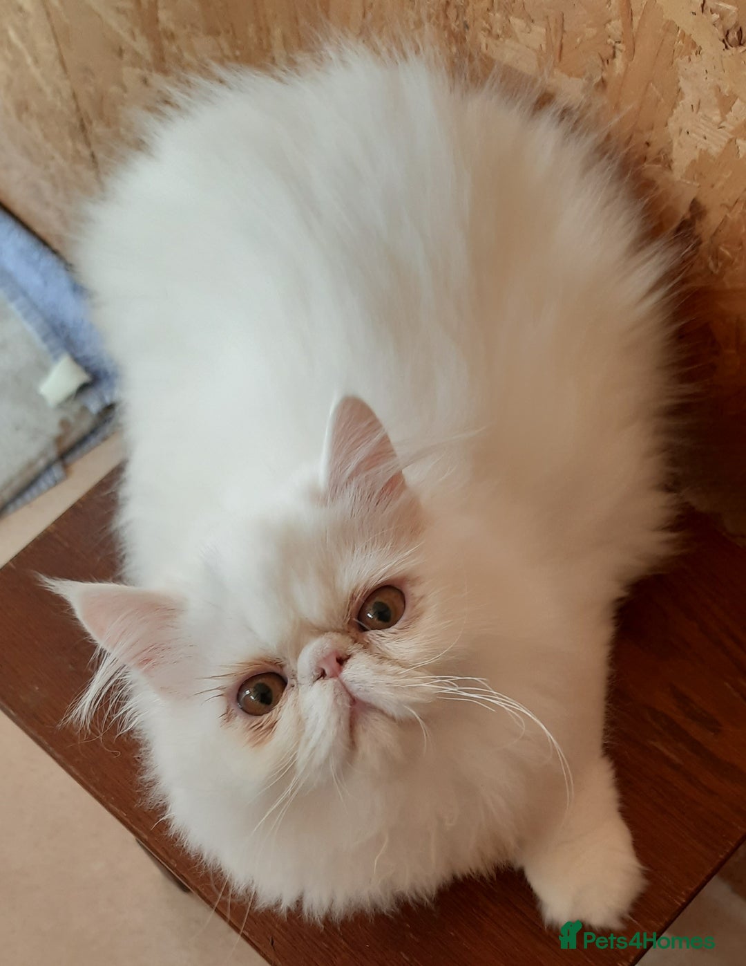 Persian cats for sale: READY NOW. GCCF REGISTERED PERSIAN KITTEN Male  - Image 3