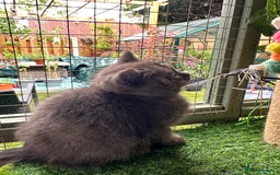 British Shorthair cats for sale: GORGEOUS BSH KITTENS in Oldham - Image 11