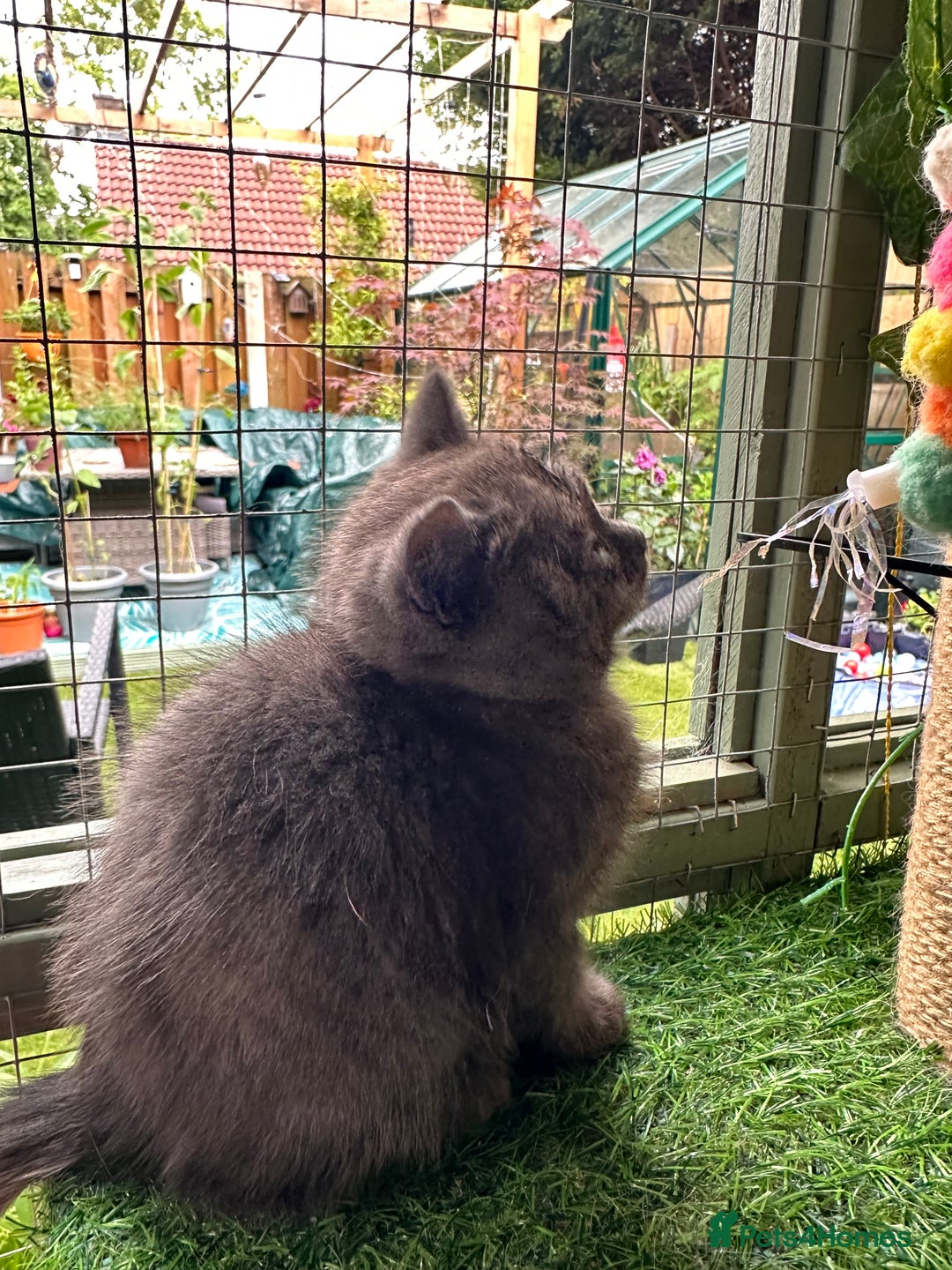 British Shorthair cats for sale: GORGEOUS BSH KITTENS in Oldham - Image 11