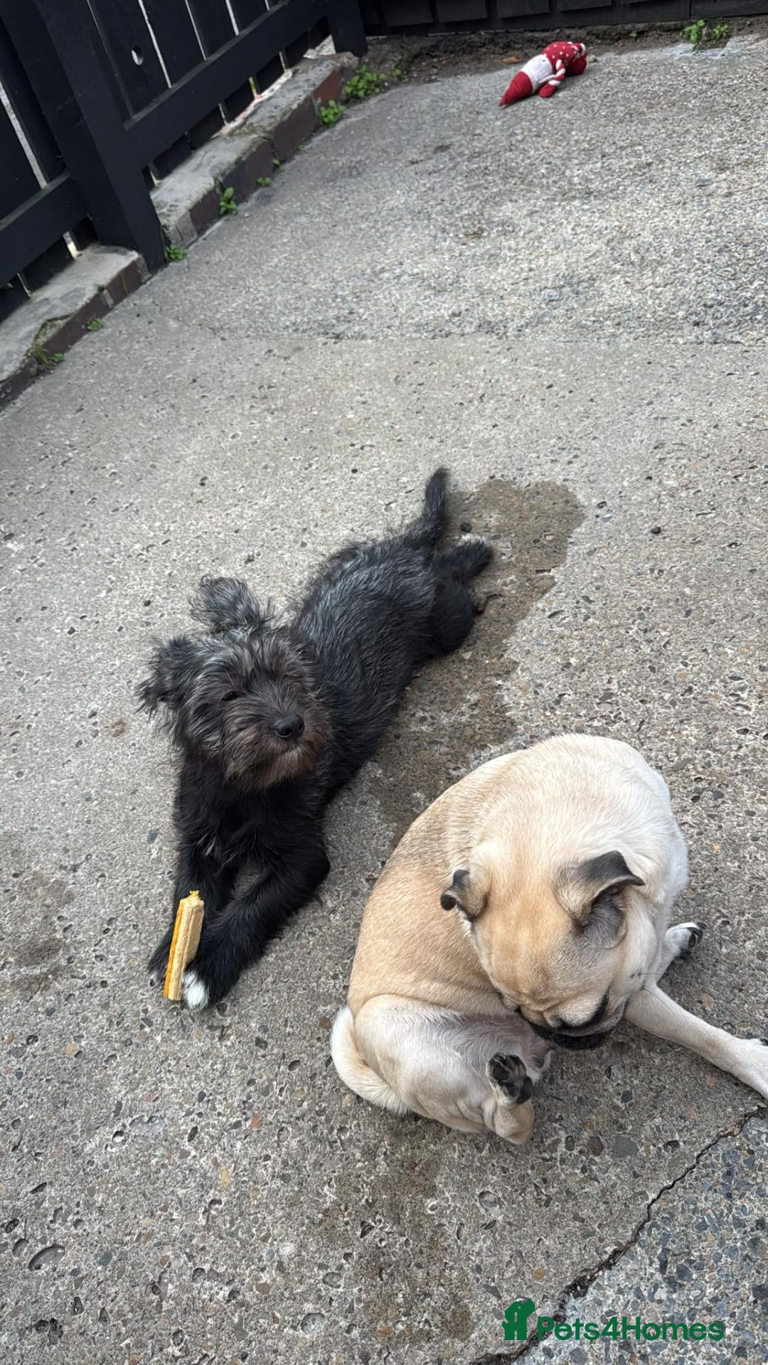 Mixed Breed dogs Shepherd x puppy - Advert 4