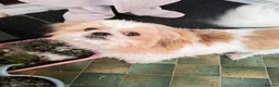 Shih Tzu dogs for sale: Heartbreaking rehome needed for Shih Tzu in Dereham - Advert 7
