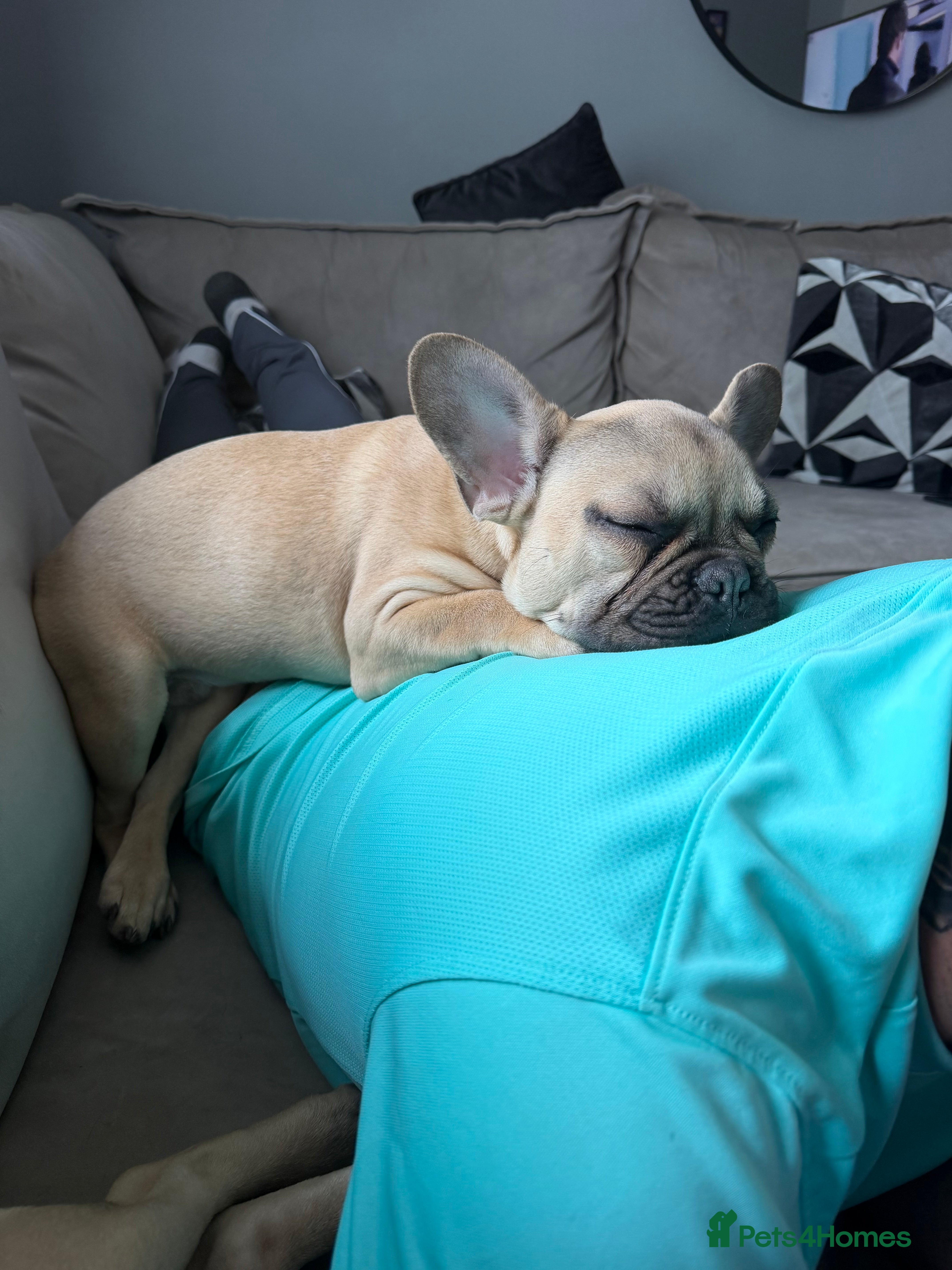 French Bulldog dogs 2 French bulldogs  - Advert 1