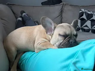 French Bulldog dogs 2 French bulldogs - Advert 1