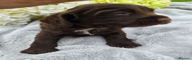 Cocker Spaniel 4