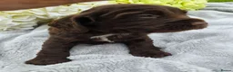 Cocker Spaniel dogs for sale: Farm raised working cocker spaniel puppies  - Advert 9