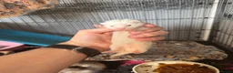 Ferret rodents for sale: Micro ferrets  - Advert 1
