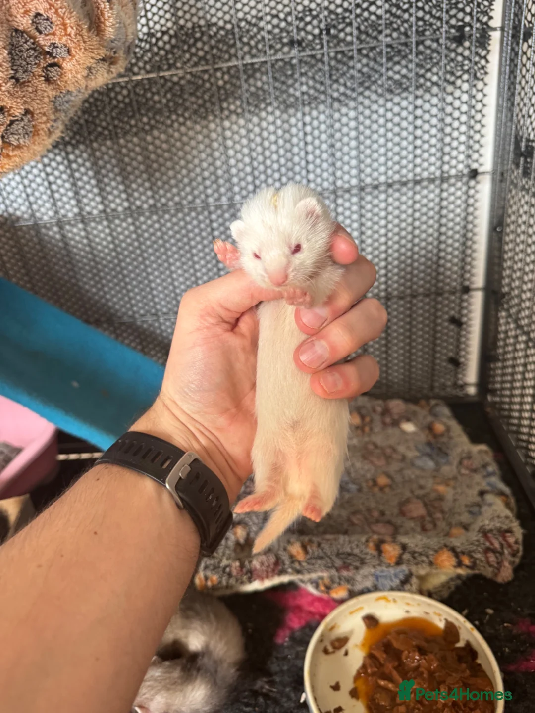 Ferret rodents for sale: Micro ferrets  - Advert 1