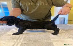 Cocker Spaniel dogs for sale: KC Reg Cocker Spaniels ready next week! Choc/black - Image 3