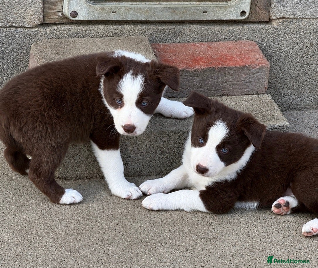 Border Collie dogs Health tested clear KC reg R&W border collies - Advert 1