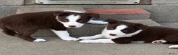 Border Collie dogs for sale: Gorgeous KC reg red and white border collies - Advert 12