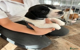 Jack Russell dogs for sale: Stunning little boys and girls - Image 19