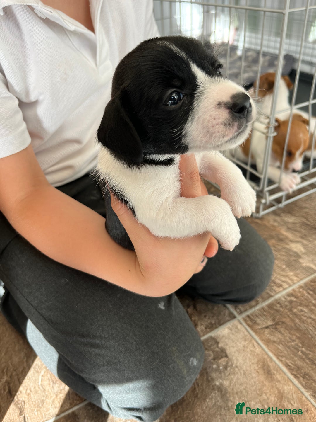 Jack Russell dogs for sale: Stunning little boys and girls - Image 19