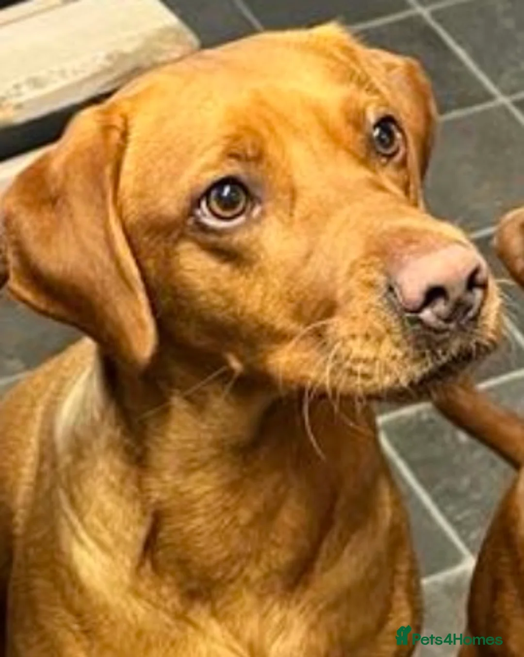 Labrador Retriever dogs for sale: Fox red Labradors puppy  in Yelverton - Advert 2