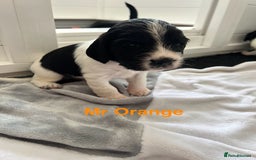 Sprocker dogs for sale: Sprocker Spaniel Puppies - Image 5