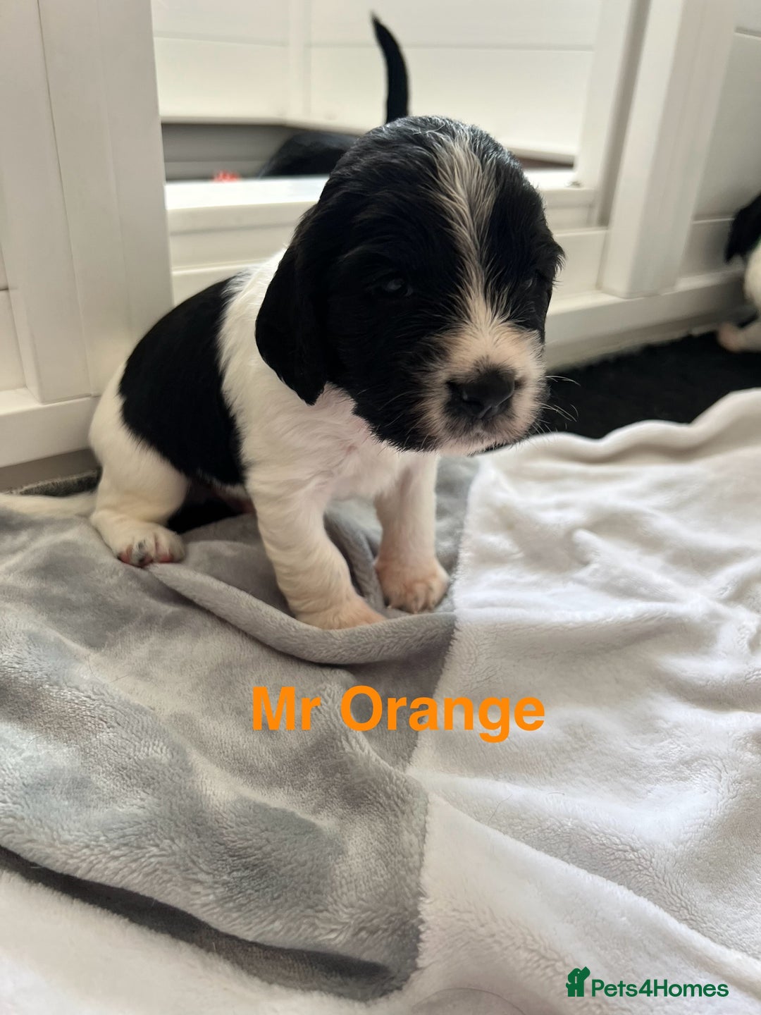 Sprocker dogs for sale: Sprocker Spaniel Puppies - Image 5