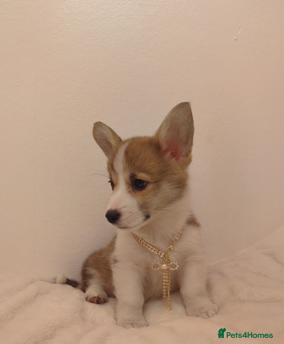 Welsh Corgi Pembroke dogs for sale: Champion line corgi puppies health tested parents  - Image 3