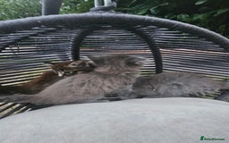 Persian cats for sale: Very beatifull perian kittens - Image 16