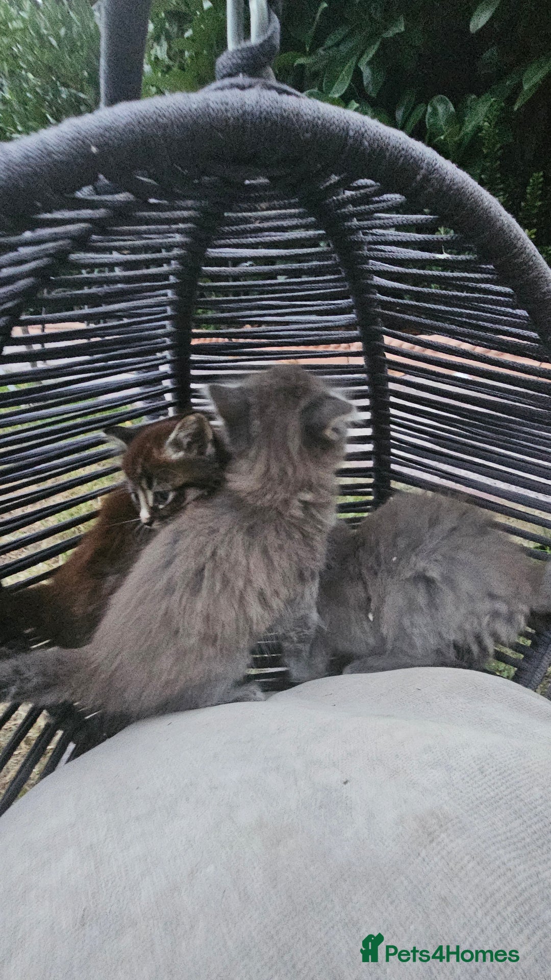 Persian cats for sale: Very beatifull perian kittens - Image 16