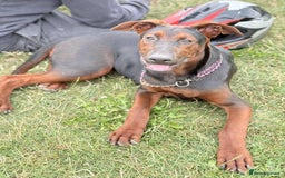 Mixed Breed dogs for sale: Laizhou Hong (Chinese red dog) puppies  in Rotherham - Image 16