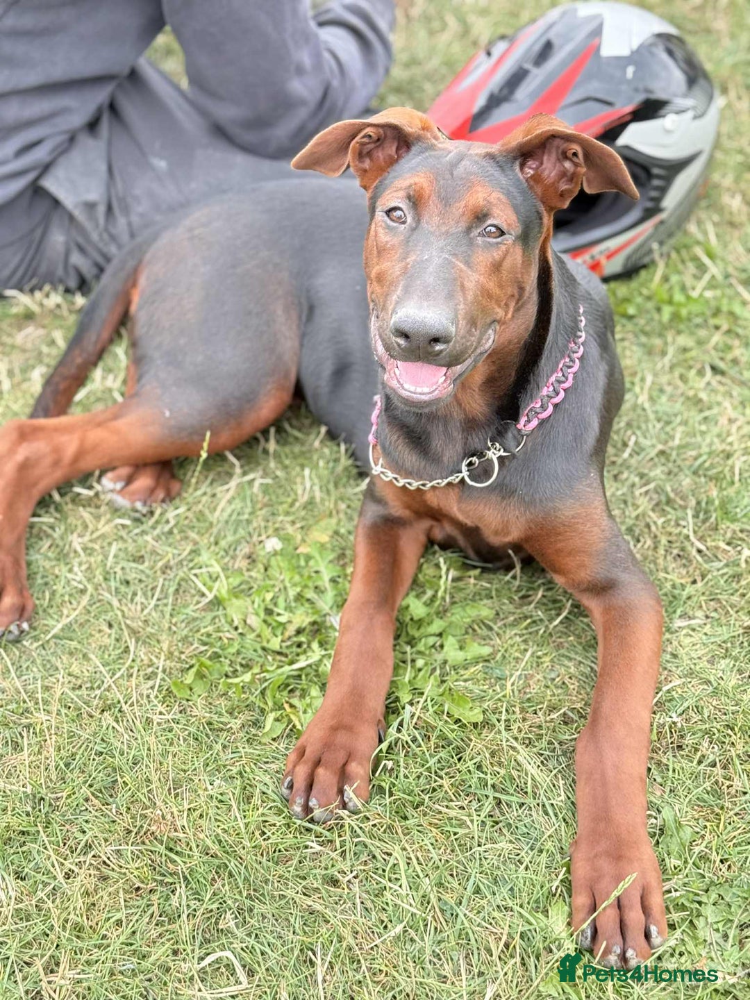 Mixed Breed dogs for sale: Laizhou Hong (Chinese red dog) puppies  in Rotherham - Image 16