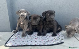 Cane Corso dogs for sale: Cane corso pups  - Image 6