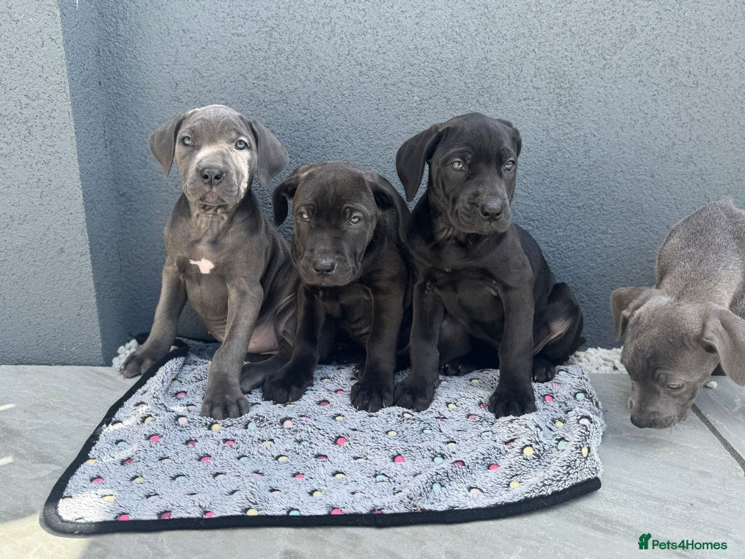 Cane Corso dogs for sale: Cane corso pups  - Image 6