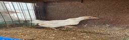 Chickens poultry for sale: Beautiful chicken and others  - Advert 4