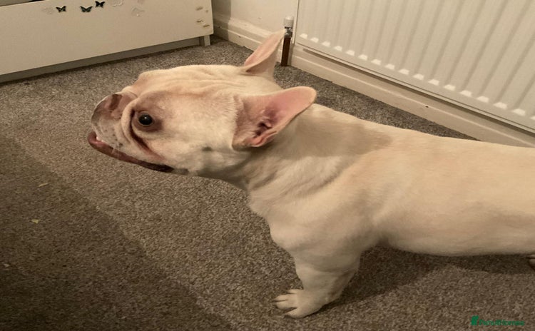 French Bulldog dogs - Advert 1