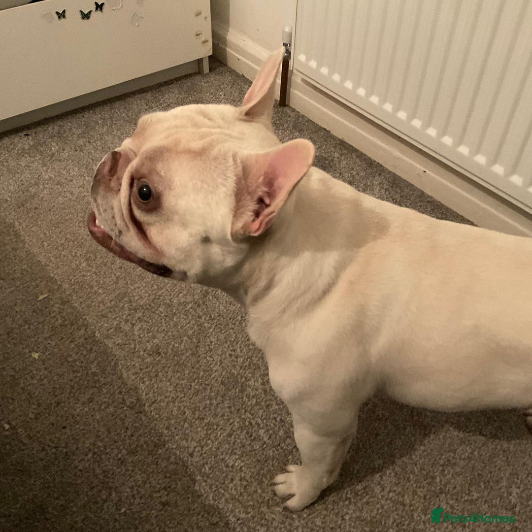 French Bulldog dogs for sale: George - Image 1