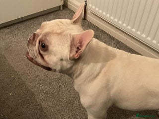 French Bulldog dogs - Advert 29