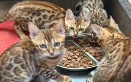Bengal cats for sale: Bengal kittens stunning litter ready now boys girl - Image 2