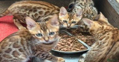 Bengal cats - Advert 15