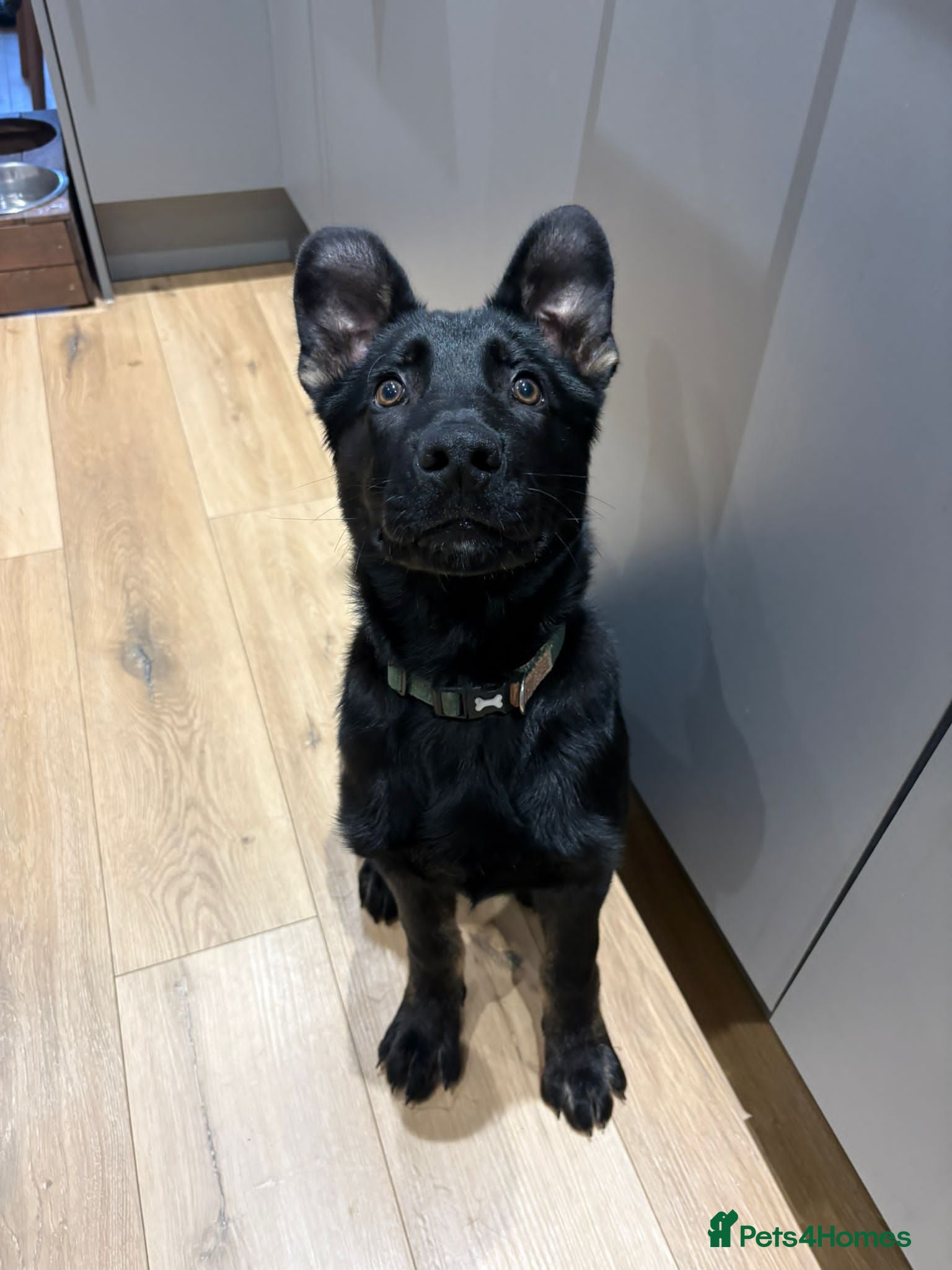 German Shepherd dogs German Shepherd  - Advert 4