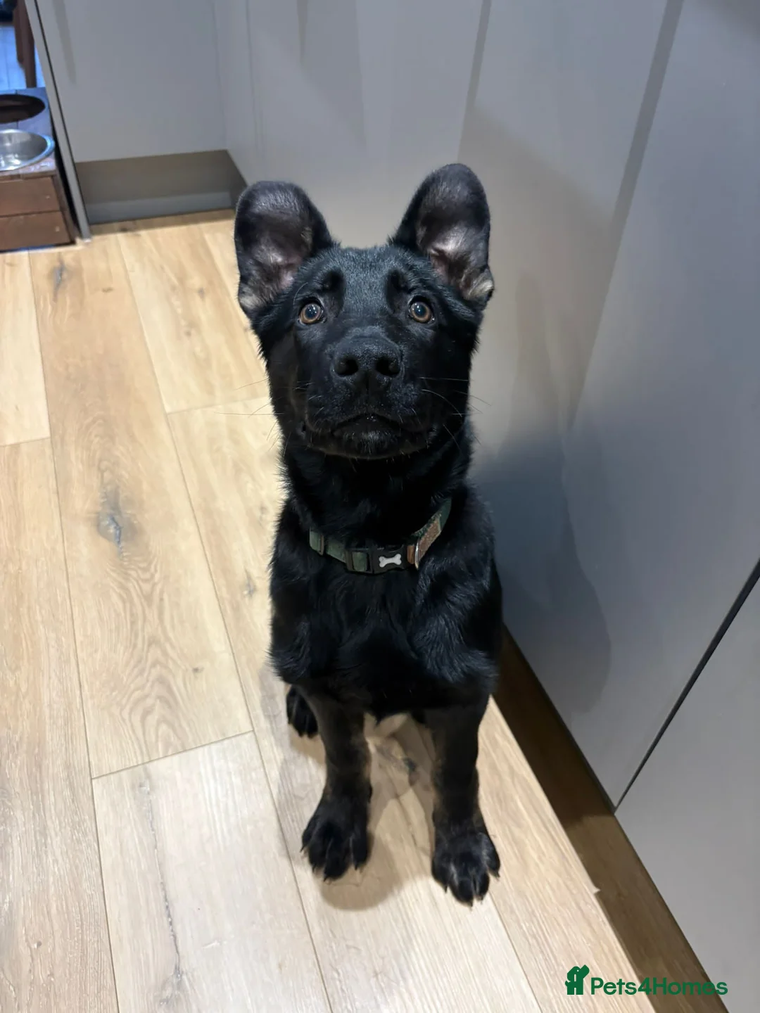 German Shepherd dogs for sale: German Shepherd  in Sheffield - Advert 1