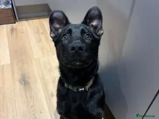 German Shepherd dogs German Shepherd - Advert 4